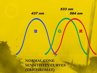 B RG
437 nm 564 nm
533 nm
NORMAL CONE
SENSITIVITY CURVES
(TRICHROMAT)
 