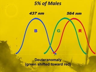 5% of Males
B RG
437 nm 564 nm
Deuteranomaly
(green shifted toward red)
 
