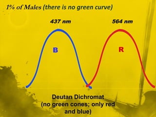 1% of Males (there is no green curve)
B R
437 nm 564 nm
Deutan Dichromat
(no green cones; only red
and blue)
 