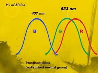 B RG
437 nm
533 nm
1% of Males
Protanomalous
(red shifted toward green)
 