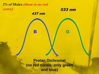 1% of Males (there is no red
curve)
B G
437 nm
533 nm
Protan Dichromat
(no red cones; only green
and blue)
 