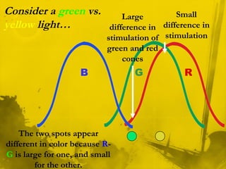 Consider a green vs.
yellow light…
B RG
Large
difference in
stimulation of
green and red
cones
Small
difference in
stimulation
The two spots appear
different in color because R-
G is large for one, and small
for the other.
 