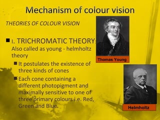 THEORIES OF COLOUR VISION
 I. TRICHROMATIC THEORY:
Also called as young - helmholtz
theory
 It postulates the existence of
three kinds of cones
 Each cone containing a
different photopigment and
maximally sensitive to one of
three primary colours i.e. Red,
Green and Blue.
Thomas Young
Helmholtz
 