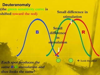 Each spot produces the
same R-G stimulation and
thus looks the same!
B RG
Small
difference
in
stimulation
 Look the same!
Small difference in
stimulation
Deuteranomaly
(the green sensitivity curve is
shifted toward the red)
 