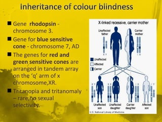  Gene rhodopsin -
chromosome 3.
 Gene for blue sensitive
cone - chromosome 7, AD
 The genes for red and
green sensitive cones are
arranged in tandem array
on the ‘q’ arm of x
chromosome,XR.
 Tritanopia and tritanomaly
– rare,no sexual
selectivity.
 