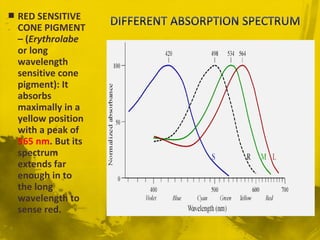  RED SENSITIVE
CONE PIGMENT
– (Erythrolabe
or long
wavelength
sensitive cone
pigment): It
absorbs
maximally in a
yellow position
with a peak of
565 nm. But its
spectrum
extends far
enough in to
the long
wavelength to
sense red.
 