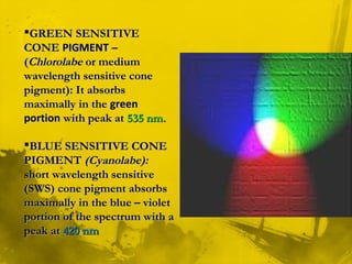 GREEN SENSITIVEGREEN SENSITIVE
CONECONE PIGMENTPIGMENT ––
((ChlorolabeChlorolabe or mediumor medium
wavelength sensitive conewavelength sensitive cone
pigment): It absorbspigment): It absorbs
maximally in themaximally in the greengreen
portionportion with peak atwith peak at 535 nm.535 nm.
BLUE SENSITIVE CONEBLUE SENSITIVE CONE
PIGMENTPIGMENT (Cyanolabe):(Cyanolabe):
short wavelength sensitiveshort wavelength sensitive
(SWS) cone pigment absorbs(SWS) cone pigment absorbs
maximally in the blue – violetmaximally in the blue – violet
portion of the spectrum with aportion of the spectrum with a
peak atpeak at 420 nm420 nm
 