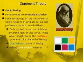  Ewald Hering
 some colours are mutually exclusive
 Early recordings of the responses of
single neurons in primate retina and
geniculate nucleus revealed that-
 Cells excited by red and inhibited
by green light or vice versa. These
were thought to be the red/green
opponent color channel of Hering.
 blue/yellow channel of Hering.
 Hering's white/black channel
Ewald HeringEwald Hering
 