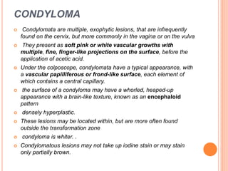 CONDYLOMA
 Condylomata are multiple, exophytic lesions, that are infrequently
found on the cervix, but more commonly in the vagina or on the vulva
 They present as soft pink or white vascular growths with
multiple, fine, finger-like projections on the surface, before the
application of acetic acid.
 Under the colposcope, condylomata have a typical appearance, with
a vascular papilliferous or frond-like surface, each element of
which contains a central capillary.
 the surface of a condyloma may have a whorled, heaped-up
appearance with a brain-like texture, known as an encephaloid
pattern
 densely hyperplastic.
 These lesions may be located within, but are more often found
outside the transformation zone
 condyloma is whiter. .
 Condylomatous lesions may not take up iodine stain or may stain
only partially brown.
 