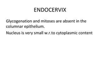 ENDOCERVIX
Glycogenation and mitoses are absent in the
columnar epithelium.
Nucleus is very small w.r.to cytoplasmic content

 