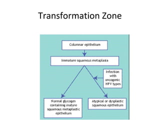Transformation Zone

 