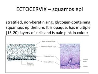 ECTOCERVIX – squamos epi
stratified, non-keratinizing, glycogen-containing
squamous epithelium. It is opaque, has multiple
(15-20) layers of cells and is pale pink in colour

 