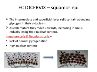 ECTOCERVIX – squamos epi
 The intermediate and superficial layer cells contain abundant
glycogen in their cytoplasm.
 As cells mature they move upwards, increasing in size &
radually losing their nuclear content.
Immature cells & Neoplastic cells –
• lack of normal glycogenation
• High nuclear content

 