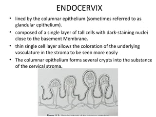 ENDOCERVIX
• lined by the columnar epithelium (sometimes referred to as
glandular epithelium).
• composed of a single layer of tall cells with dark-staining nuclei
close to the basement Membrane.
• thin single cell layer allows the coloration of the underlying
vasculature in the stroma to be seen more easily
• The columnar epithelium forms several crypts into the substance
of the cervical stroma.

 