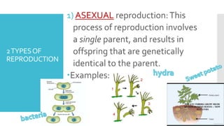 Characteristics of Life Notes Powerpoint | PPTX