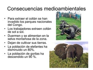 Consecuencias medioambientales
• Para extraer el coltán se han
invadido los parques nacionales
del Congo.
• Los trabajadores extraen coltán
de sol a sol.
• Duermen y se alimentan en la
selva montañosa de la zona.
• Dejan de cultivar sus tierras.
• La población de elefantes ha
disminuido un 80%.
• La población de gorilas ha
descendido un 90 %.
 