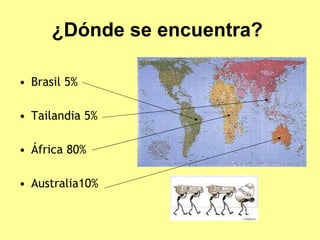 ¿Dónde se encuentra?   Brasil 5% Tailandia 5% África 80% Australia10% 