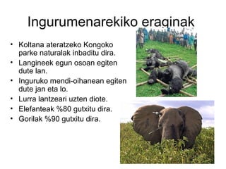 Ingurumenarekiko eraginak
• Koltana ateratzeko Kongoko
  parke naturalak inbaditu dira.
• Langineek egun osoan egiten
  dute lan.
• Inguruko mendi-oihanean egiten
  dute jan eta lo.
• Lurra lantzeari uzten diote.
• Elefanteak %80 gutxitu dira.
• Gorilak %90 gutxitu dira.
 