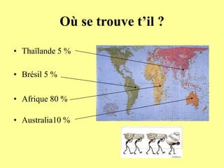 Où se trouve t’il ?

• Thaïlande 5 %

• Brésil 5 %

• Afrique 80 %

• Australia10 %
 