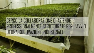 CERCO LA COLLABORAZIONE DI AZIENDE
PROFESSIONALMENTE STRUTTURATE PER L’AVVIO
DI UNA COLTIVAZIONE INDUSTRIALE
 