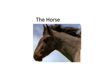 The Horse  
