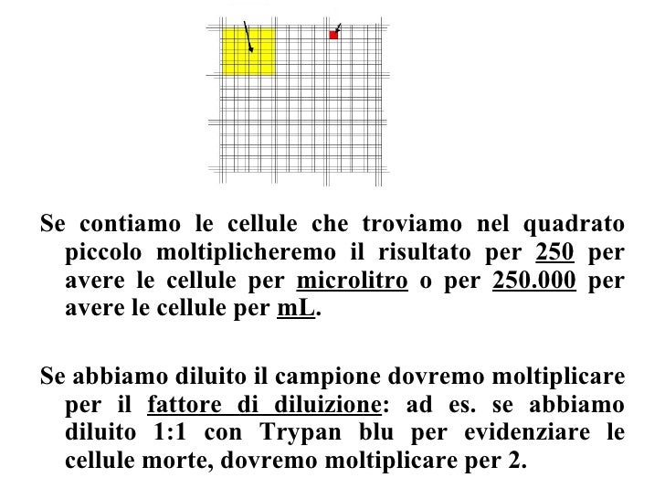 Conta Cellulare Con Camera Di Burker