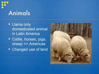 Animals Llama only domesticated animal in Latin America Cattle, horses, pigs, sheep => Americas Changed use of land 