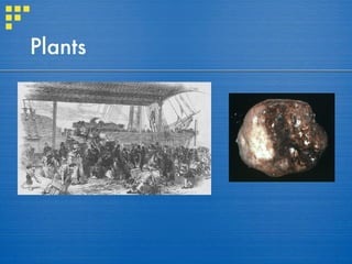 Plants 