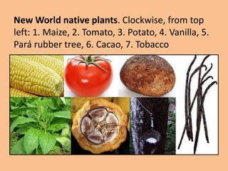 New World native plants. Clockwise, from top
left: 1. Maize, 2. Tomato, 3. Potato, 4. Vanilla, 5.
Pará rubber tree, 6. Cacao, 7. Tobacco
 