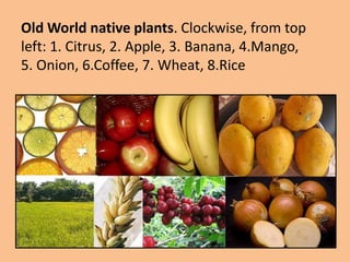 Old World native plants. Clockwise, from top
left: 1. Citrus, 2. Apple, 3. Banana, 4.Mango,
5. Onion, 6.Coffee, 7. Wheat, 8.Rice
 