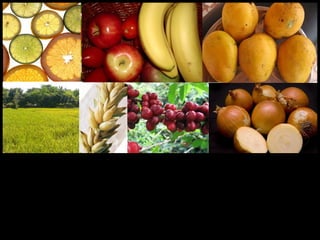 Plants
 Europeans brought cash crops to the
Americas: sugar, rice, wheat, coffee,
bananas, & grapes.
– New crops flourish...
