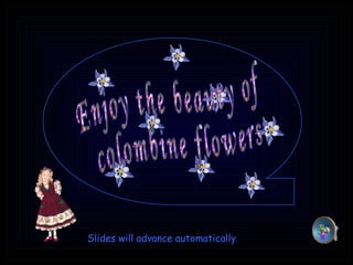 Enjoy the beauty of colombine flowers Slides will advance automatically 
