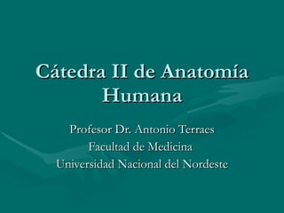 Cátedra II de Anatomía Humana Profesor Dr. Antonio Terraes Facultad de Medicina  Universidad Nacional del Nordeste 