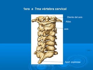 1era a 7ma vértebra cervical
Atlas
axis
Diente del axis
Apof. espinosa
Tomado de Sobotta Atlas de Anatomía Humana. Tomo1
 