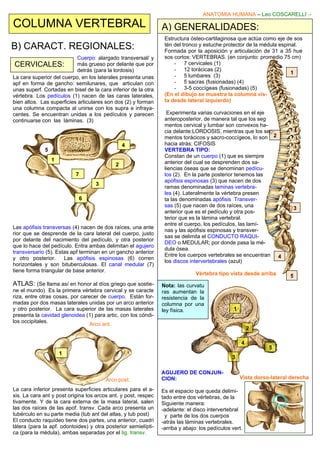 ANATOMIA HUMANA – Leo COSCARELLI .-
COLUMNA VERTEBRAL
Estructura ósteo-cartilaginosa que actúa como eje de sos
tén del tronco y estuche protector de la médula espinal.
Formada por la aposición y articulación de 31 a 35 hue
sos cortos: VERTEBRAS. (en conjunto: promedio 75 cm)
- 7 cervicales (1)
- 12 torácicas (2)
- 5 lumbares (3)
- 5 sacras (fusionadas) (4)
- 3-5 coccígeas (fusionadas) (5)
(En el dibujo se muestra la columna vis-
ta desde lateral izquierdo)
Experimenta varias curvaciones en el eje
anteroposterior, de manera tal que los seg
mentos cervical y lumbar son convexos ha-
cia delante:LORDOSIS, mientras que los seg-
mentos torácicos y sacro-coccígeos, lo son
hacia atrás: CIFOSIS
VERTEBRA TIPO:
Constan de un cuerpo (1) que es siempre
anterior del cual se desprenden dos sa-
liencias óseas que se denominan pedícu-
los (2). En la parte posterior tenemos las
apófisis espinosas (3) que nacen de dos
ramas denominadas laminas vertebra-
les (4). Lateralmente la vértebra presen
ta las denominadas apófisis Transver-
sas (5) que nacen de dos raíces, una
anterior que es el pedículo y otra pos-
terior que es la lámina vertebral.
entre el cuerpo, los pedículos, las lamí-
nas y las apófisis espinosas y transver-
sas se delimita el CONDUCTO RAQUI-
DEO o MEDULAR; por donde pasa la mé-
dula ósea.
Entre los cuerpos vertebrales se encuentran
los discos intervertebrales (azul)
Vértebra tipo vista desde arriba
1
2
3
4
5
1
2
3
4
5
A) GENERALIDADES:
Nota: las curvatu
ras aumentan la
resistencia de la
columna por una
ley física.
AGUJERO DE CONJUN-
CION:
Es el espacio que queda delimi-
tado entre dos vértebras, de la
Siguiente manera:
-adelante: el disco intervertebral
y parte de los dos cuerpos
-atrás las láminas vertebrales.
-arriba y abajo: los pedículos vert.
Vista dorso-lateral derecha
B) CARACT. REGIONALES:
CERVICALES:
Cuerpo: alargado transversal/ y
más grueso por delante que por
detrás (para la lordosis)
7
6
3
La cara superior del cuerpo, en los laterales presenta unas
apf en forma de gancho: semilunares, que articulan con
unas superf. Cortadas en bisel de la cara inferior de la otra
vértebra. Los pedículos (1) nacen de las caras laterales,
bien altos. Las superficies articulares son dos (2) y forman
una columna compacta al unirse con los supra e infraya-
centes. Se encuentran unidas a los pedículos y parecen
continuarse con las láminas. (3)
4
2
5
1
Las apófisis transversas (4) nacen de dos raíces, una ante
rior que se desprende de la cara lateral del cuerpo, justo
por delante del nacimiento del pedículo, y otra posterior
que lo hace del pedículo. Entra ambas delimitan el agujero
transversario (5). Estas apf terminan en un gancho anterior
y otro posterior. Las apófisis espinosas (6) corren
horizontales y son bituberculosas. El canal medular (7)
tiene forma triangular de base anterior.
ATLAS: (Se llama así en honor al díos griego que sostie-
ne el mundo) Es la primera vértebra cervical y se caracte
riza, entre otras cosas, por carecer de cuerpo. Están for-
madas por dos masas laterales unidas por un arco anterior
y otro posterior. La cara superior de las masas laterales
presenta la cavidad glenoidea (1) para artic. con los cóndi-
los occipitales.
La cara inferior presenta superficies articulares para el a-
xis. La cara ant y post origina los arcos ant. y post, respec
tivamente. Y de la cara externa de la masa lateral, salen
las dos raíces de las apof. transv. Cada arco presenta un
tubérculo en su parte media (tub ant del atlas, y tub post)
El conducto raquídeo tiene dos partes, una anterior, cuadri
látera (para la apf. odontoides) y otra posterior semielípti-
ca (para la médula), ambas separadas por el lig. transv.
1
Arco ant.
Arco post.
 