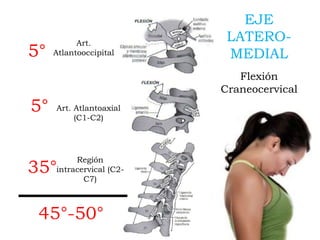 Art.
Atlantooccipital
Región
intracervical (C2-
C7)
Art. Atlantoaxial
(C1-C2)
5°
35°
45°-50°
EJE
LATERO-
MEDIAL
Flexión
Craneocervical
5°
 