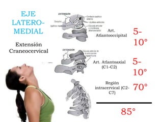Art. Atlantoaxial
(C1-C2)
Art.
Atlantooccipital
Región
intracervical (C2-
C7)
70°
5-
10°
85°
EJE
LATERO-
MEDIAL
Extensión
Craneocervical
5-
10°
 