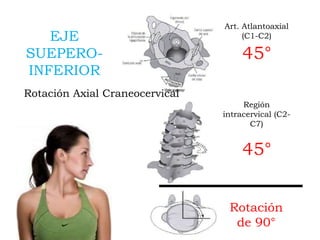 Art. Atlantoaxial
(C1-C2)
Región
intracervical (C2-
C7)
Rotación
de 90°
45°
45°
EJE
SUEPERO-
INFERIOR
Rotación Axial Craneocervical
 