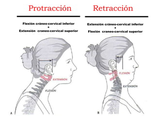 Protracción Retracción
Flexión cráneo-cervical inferior
+
Extensión craneo-cervical superior
Extensión cráneo-cervical inferior
+
Flexión craneo-cervical superior
 