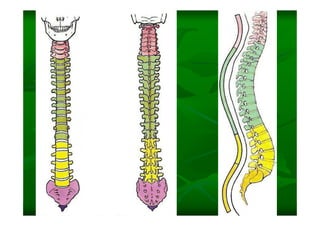 Columna Vertebral