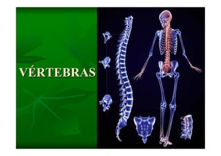 Columna Vertebral