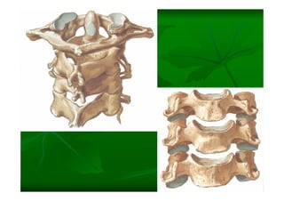 Columna Vertebral