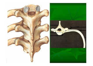Columna Vertebral