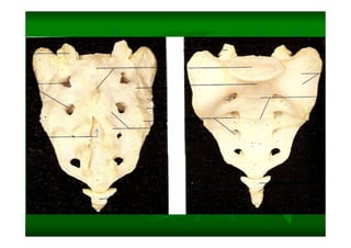 Columna Vertebral
