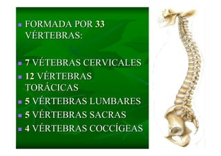 Columna Vertebral