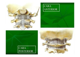 Columna Vertebral