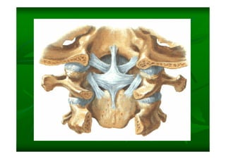 Columna Vertebral