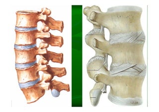 Columna Vertebral