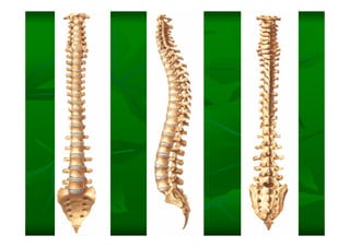 Columna Vertebral