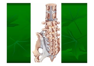 Columna Vertebral
